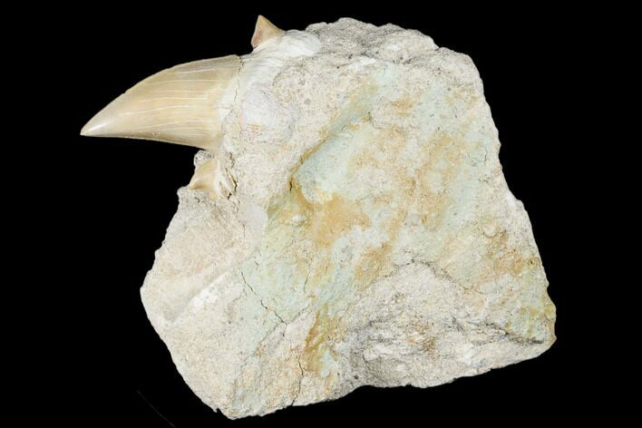 Otodus Shark Tooth Fossil in Rock - Eocene #174157